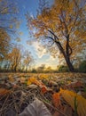 Autumn season landscape with multicolored trees and yellow leaves fallen on the ground. Calm sunset view, october scenery near the Royalty Free Stock Photo