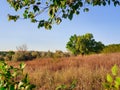 Autumn season landscape with a tree in a meadow of dry grass and hay under a clear blue sky Royalty Free Stock Photo