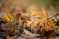 Autumn season leaf Royalty Free Stock Photo
