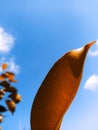 Autumn season Leaf in the sky with Portrait