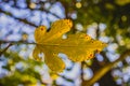 Autumn season leaf turning yellow Royalty Free Stock Photo