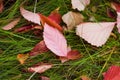 Autumn season leaves on green grass in the bright sunlight park with raindrops background. Selective focus used. Royalty Free Stock Photo