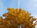 Autumn season leaves maple tree copy space Royalty Free Stock Photo