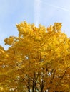 Autumn season leaves maple tree copy space Royalty Free Stock Photo