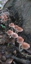 brown and white mushroom plants that grow in groups