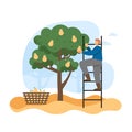 Autumn season. Man gardener, farmer picking ripe pears from tree in garden, flat vector illustration.