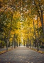 Autumn season morning in the empty city park. Beautiful view and silence, colorful leaves fallen on the ground and trails of Royalty Free Stock Photo