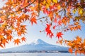 Autumn Season and Mountain Fuji with evening light and red leave Royalty Free Stock Photo