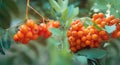 Autumn season natural background with green leaves and orange Rowan berries, selective focus Royalty Free Stock Photo