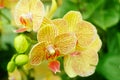 Phalaenopsis flowers open, dazzlingly beautiful Royalty Free Stock Photo