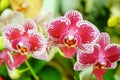 Phalaenopsis flowers open, dazzlingly beautiful Royalty Free Stock Photo