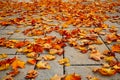 Autumn season. Red and orange maple leaves on a concrete background.