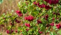 Autumn season. Autumn rowan berries on branch. Amazing benefits of rowan berries. Rowan berries sour but rich in vitamin