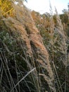 Grass field in autumn Royalty Free Stock Photo