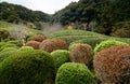 Autumn season,tea tree and plants in the japanese garden