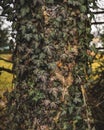 Autumn season time plant moody brown foliage leaves on tree bark park outdoor scenic view nature background