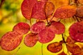 Fall colors on the leaf of a Smoke Tree Royalty Free Stock Photo