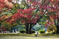 Autumn season Tokyo garden red maple tree bonsai Royalty Free Stock Photo