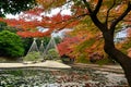 Autumn season Tokyo garden red maple tree Royalty Free Stock Photo