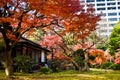 Autumn season Tokyo Koishikawa Korakuen garden red maple tree colorful park Royalty Free Stock Photo