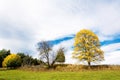 Autumn season,autumn tree image, Autumn Phenomena,yellow color, fall tree,Tree, forest,nature, green,