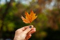 A very beautiful tree leaf is in the hands of a woman.