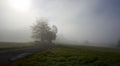 Autumn season, wild forest in the sunrise misty fog and clouds Royalty Free Stock Photo