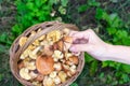 Autumn season wood wild grown mushrooms. Unpeeled butter mushroom also known as suillus in pine needles