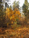 Autumn seasonal background. Golden birches on the background of evergreen coniferous trees