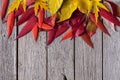 Autumn seasonal background, red rowan leaves and yellow maple leaves Royalty Free Stock Photo