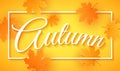 Autumn seasonal banner. Greeting card. Calligraphy and lettering. Orange maple leaves. Orange background. White frame. Vector illu Royalty Free Stock Photo