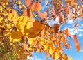 Close Up of Autumn Trees with Bright Orange and Yellow Leaves