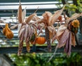 An Autumn Seasonal Decorative Colorful Display of hanging Indian Corn Squash and Pumpkin