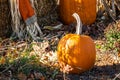 An autumn seasonal display of pumpkins, straw and corn stalks Royalty Free Stock Photo