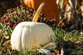 An autumn seasonal display of pumpkins, straw and corn stalks Royalty Free Stock Photo
