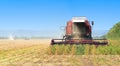 Autumn seasonal harvest of soybean harvesting in a field against a background of green trees close-up.