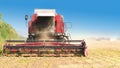 Autumn seasonal harvest of soybean harvesting in a field against a background of green trees close-up. Royalty Free Stock Photo