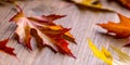 Autumn. Seasonal photo. Autumn leaves loose on a wooden board