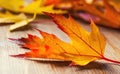 Autumn. Seasonal photo. Autumn leaves loose on a wooden board