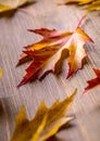 Autumn. Seasonal photo. Autumn leaves loose on a wooden board