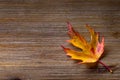 Autumn. Seasonal photo. Autumn leaves loose on a wooden board. Free space for your text products and informations Royalty Free Stock Photo