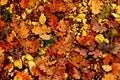 Autumn seasonal scene in Macedonian national park