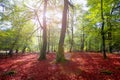 Autumn Selva de Irati beech jungle in Navarra Pyrenees Spain Royalty Free Stock Photo