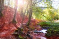 Autumn Selva de Irati beech jungle in Navarra Pyrenees Spain Royalty Free Stock Photo