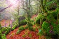 Autumn Selva de Irati beech jungle in Navarra Pyrenees Spain