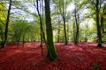 Autumn Selva de Irati beech jungle in Navarra Pyrenees Spain Royalty Free Stock Photo