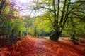 Autumn Selva de Irati beech jungle in Navarra Pyrenees Spain Royalty Free Stock Photo