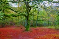 Autumn Selva de Irati beech jungle in Navarra Pyrenees Spain Royalty Free Stock Photo