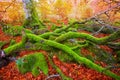 Autumn Selva de Irati beech jungle in Navarra Pyrenees Spain