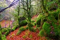 Autumn Selva de Irati beech jungle in Navarra Pyrenees Spain